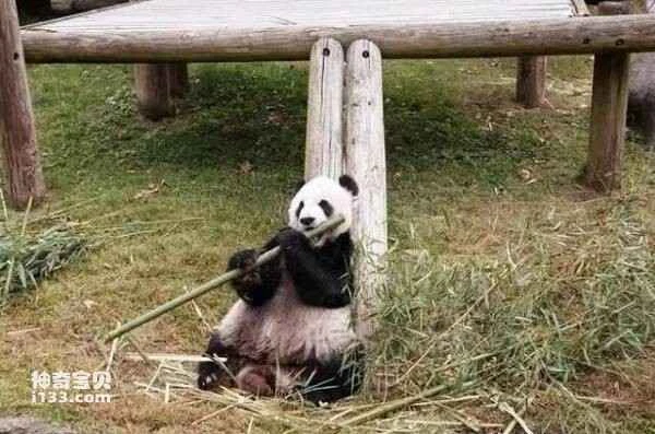 Lele, the giant panda on loan to the United States, passed away at the age of 25.