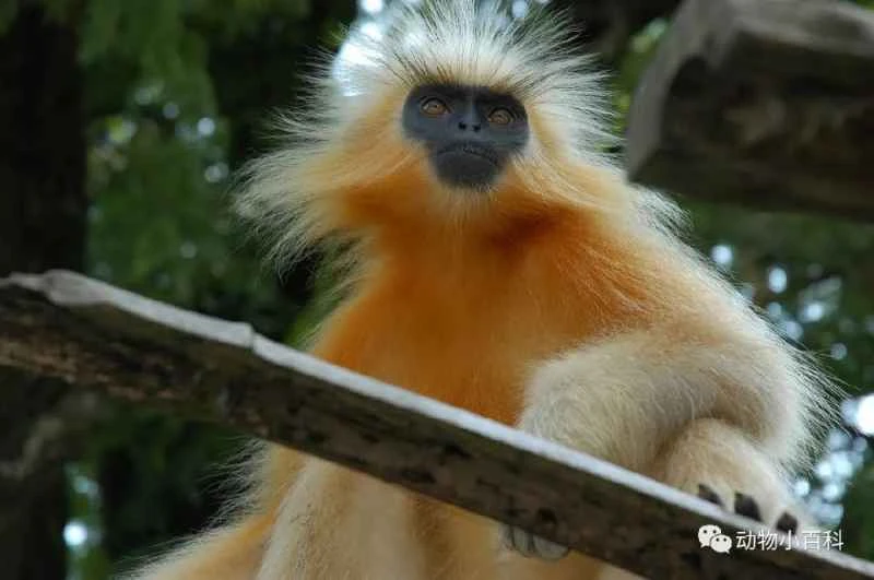 The world's ten rarest monkeys