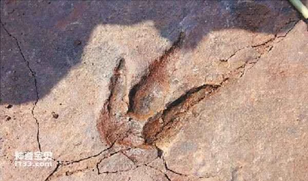 Iguanodon fossils reveal rare footprints (the life history of Iguanodon)