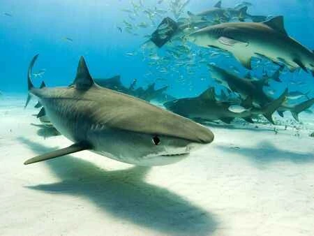 Potentially Dangerous Animals in Hawaii, a Tourist Destination