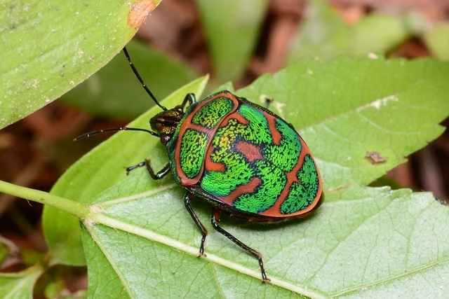 小丑臭虫（Clown Stink Bug）