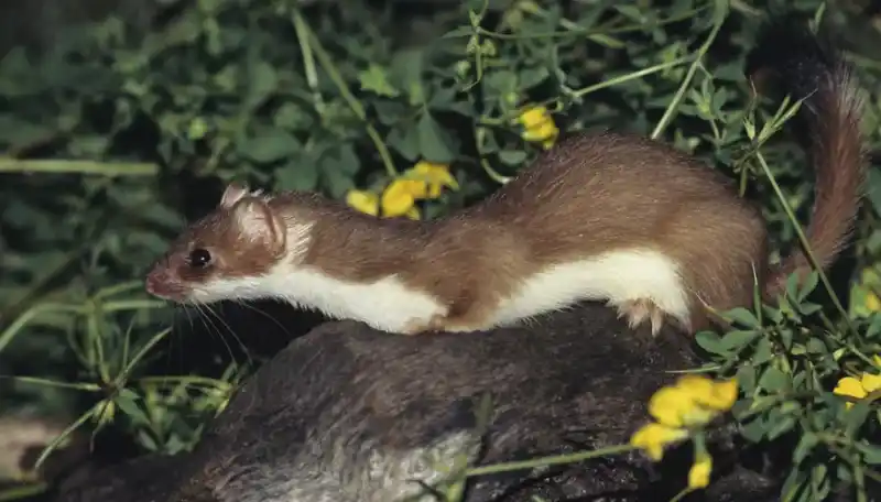 Weasel species: A guide to weasel species