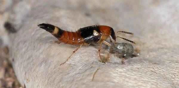 Introduction to Rove Beetles