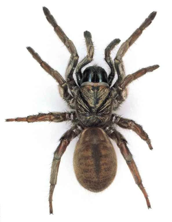 Trapdoor Spiders: The Wonderful World of the Stealth Hunter