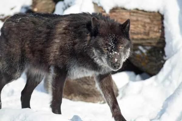 Tipos de lobos - Lobo negro de Alaska (Canis lupus pambasileus)