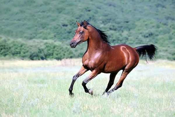 Top 10 Horse Breeds: A Comprehensive Guide