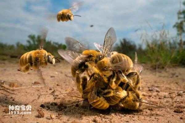 A photo of buzzing bees won the 2022 Wildlife Photography Award.
