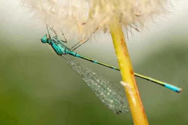 Dragonfly species - Sky Blue Seahorse