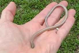 Different Types of Legless Lizards: A Comprehensive Guide