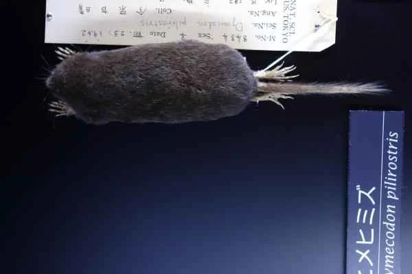 Tipos de topos - Topo musaraña (Dymecodon pilirostris)