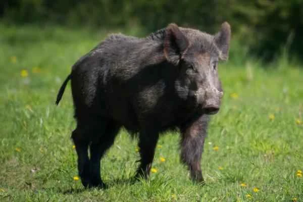 Wild boar species - European wild boar