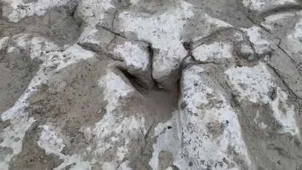 Texas is experiencing a severe drought! Dinosaur footprints dating back 113 million years have been unearthed.