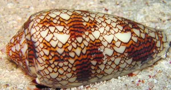 Sea snail species - Cigarette snail