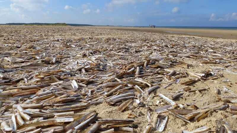 Top 10 Razor Clams in the World
