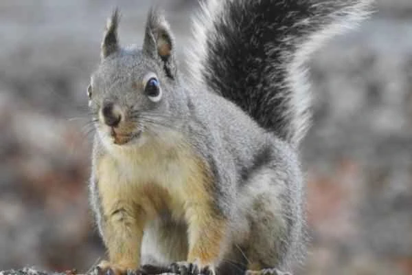 The endangered San Pedro Matilda squirrel (Tamiasciurus mearnsi) of Baja California.