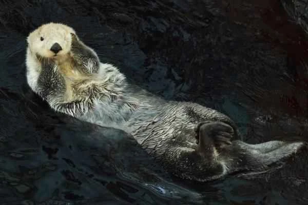 Tipos de nutrias - Nutria marina (Enhydra lutris)