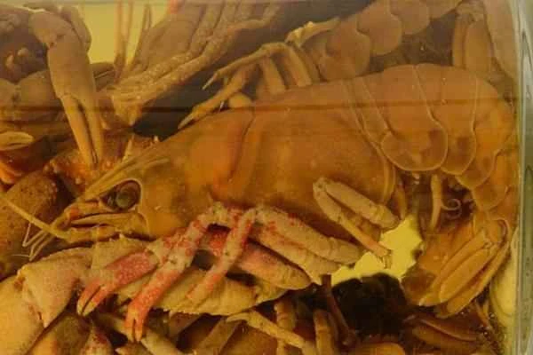 Animals en peligro de extinción en Guanajuato - Procambarus digueti (Procambarus digueti)