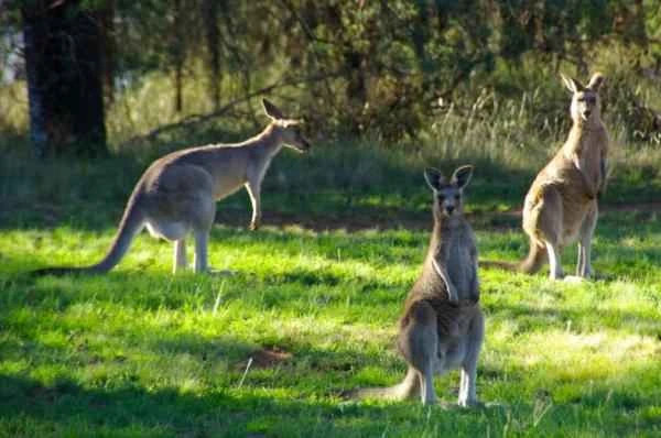 Canguro: dónde vive and qué come - qué comen los canguros: la alimentación