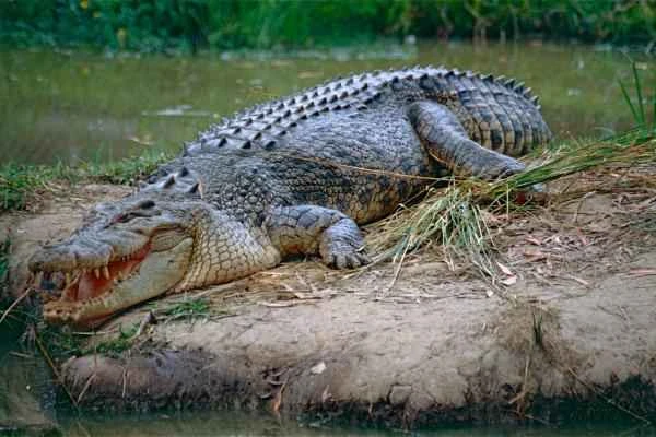 Saltwater Crocodile: A Comprehensive Overview of Its Characteristics and Habitat
