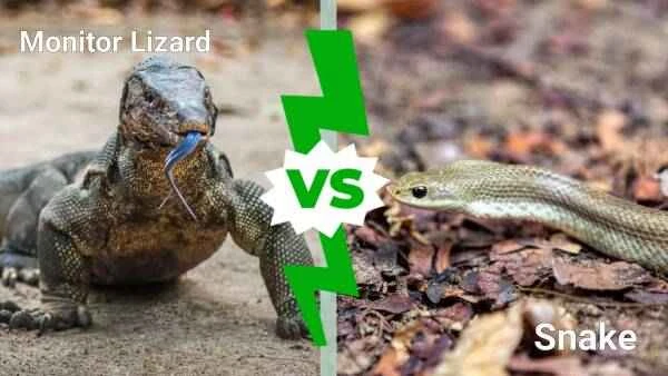 Monitor lizards and snakes: 4 key similarities