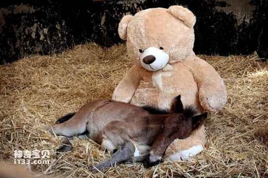 The little pony mistook the teddy bear for its mother.