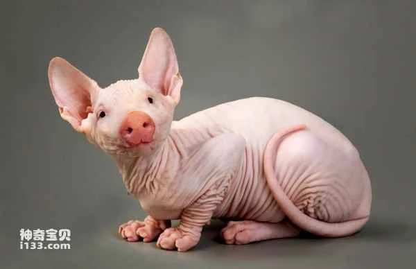 Top 10 Hybrid Animals in the World