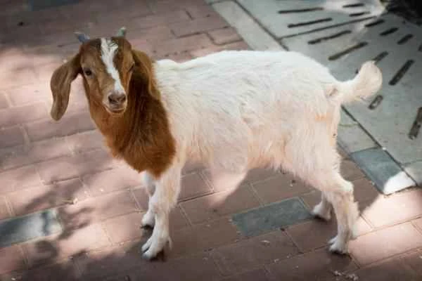 Tipos de cabras - Raza Boer