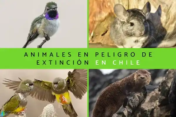 13 endangered animal species in Chile