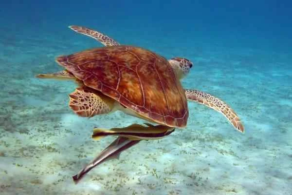 Rémoras: caracteristics, hábitat and alimentación - Alimentación de las Rémoras