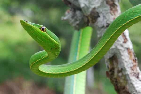 Serpientes de Yucatán - Bejuquilla verde (Oxybelis fulgidus)