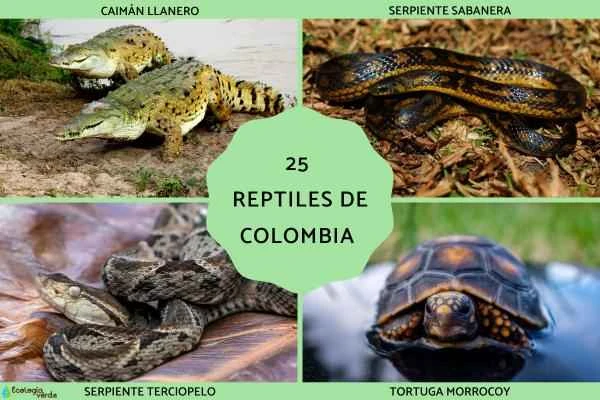 A list of 25 common reptiles in Colombia | with distribution and ecology information