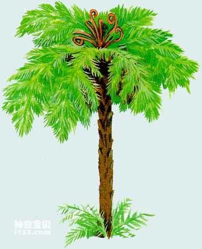 Ferns are plants whose leaves resemble sheep's teeth.