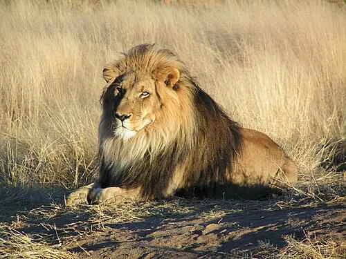 Detailed information and habits of lions