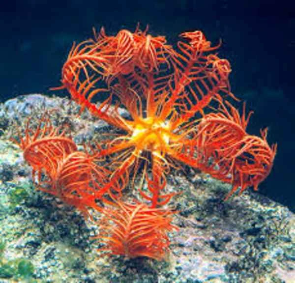 Mediterranean Feather Star (antedon mediterranea): Guardian of Marine Ecosystems