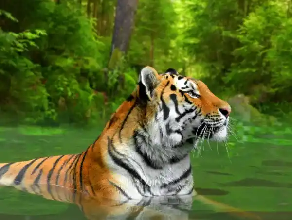 Tigers are on the verge of extinction