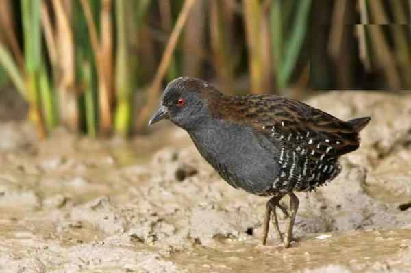 Animals in peligro de extinción in Uruguay - Burrito plomizo