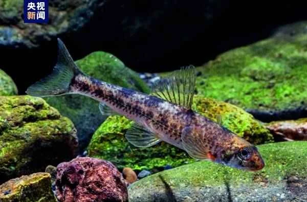 A new freshwater fish species, the Oujiang small swim bladder gudgeon, has been discovered in Lishui, Zhejiang.