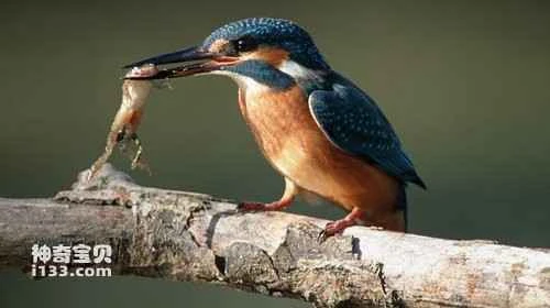 Amazing moments of a kingfisher hunting
