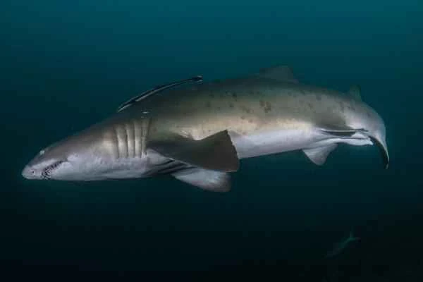Endangered sharks – Bull sharks or Taurus sharks