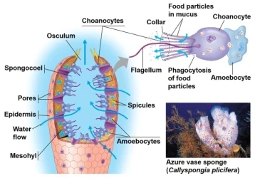 What is the lowest form of animal?