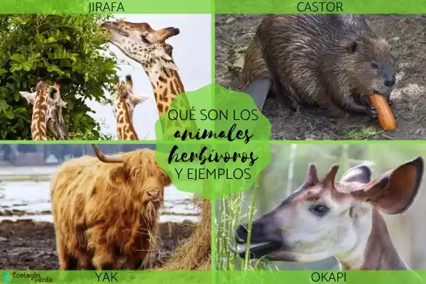 Herbivores: Definition, Species, Examples and Their Importance in Ecosystems