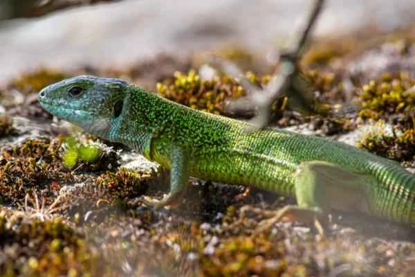Types of lizards - Green lizard
