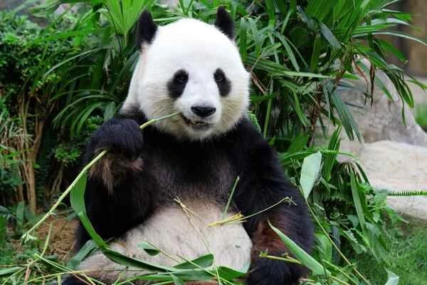 Are pandas bears or cats? Learn about the classification of giant pandas.