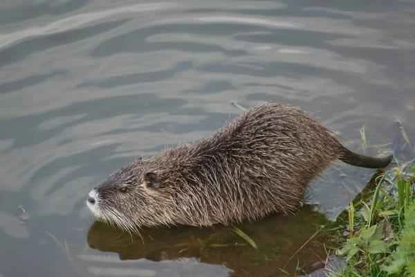 Tipos de roedores - Coipo (Myocastor coypus)