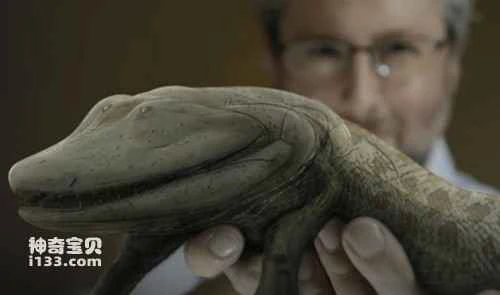 Exploring the genetic basis of the origin of paired appendages in vertebrate evolution.