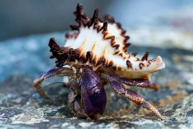 What are arthropods?