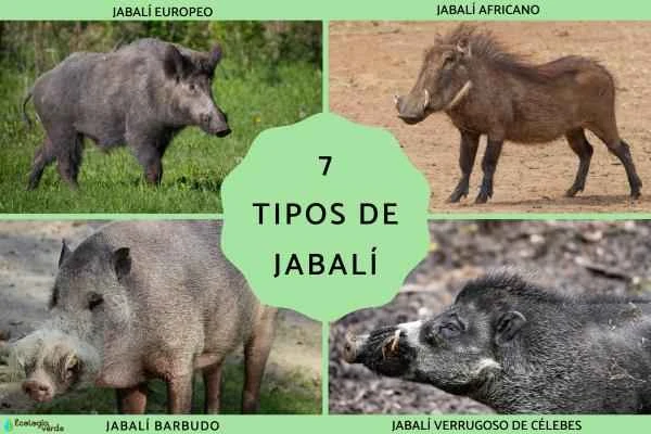 Detailed Explanation of 7 Common Wild Boar and Warthog Types (Including Pictures and Distribution)
