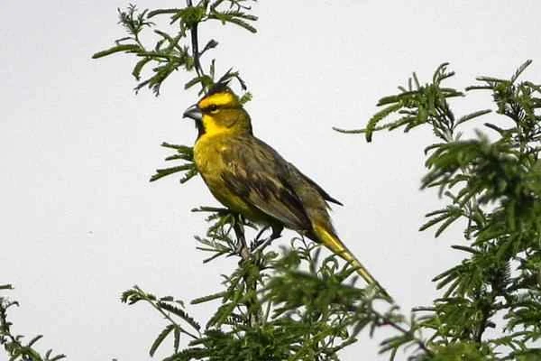 Animals in Uruguay - Cardenal amarillo