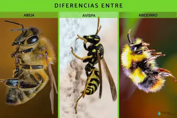 The differences between bees, wasps, and bumblebees
