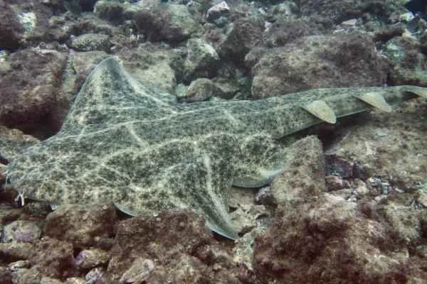 Mediterranean shark - Angel shark (Squatina squatina)